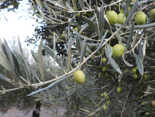 Measuring Fruitiness in Extra Virgin Olive Oil